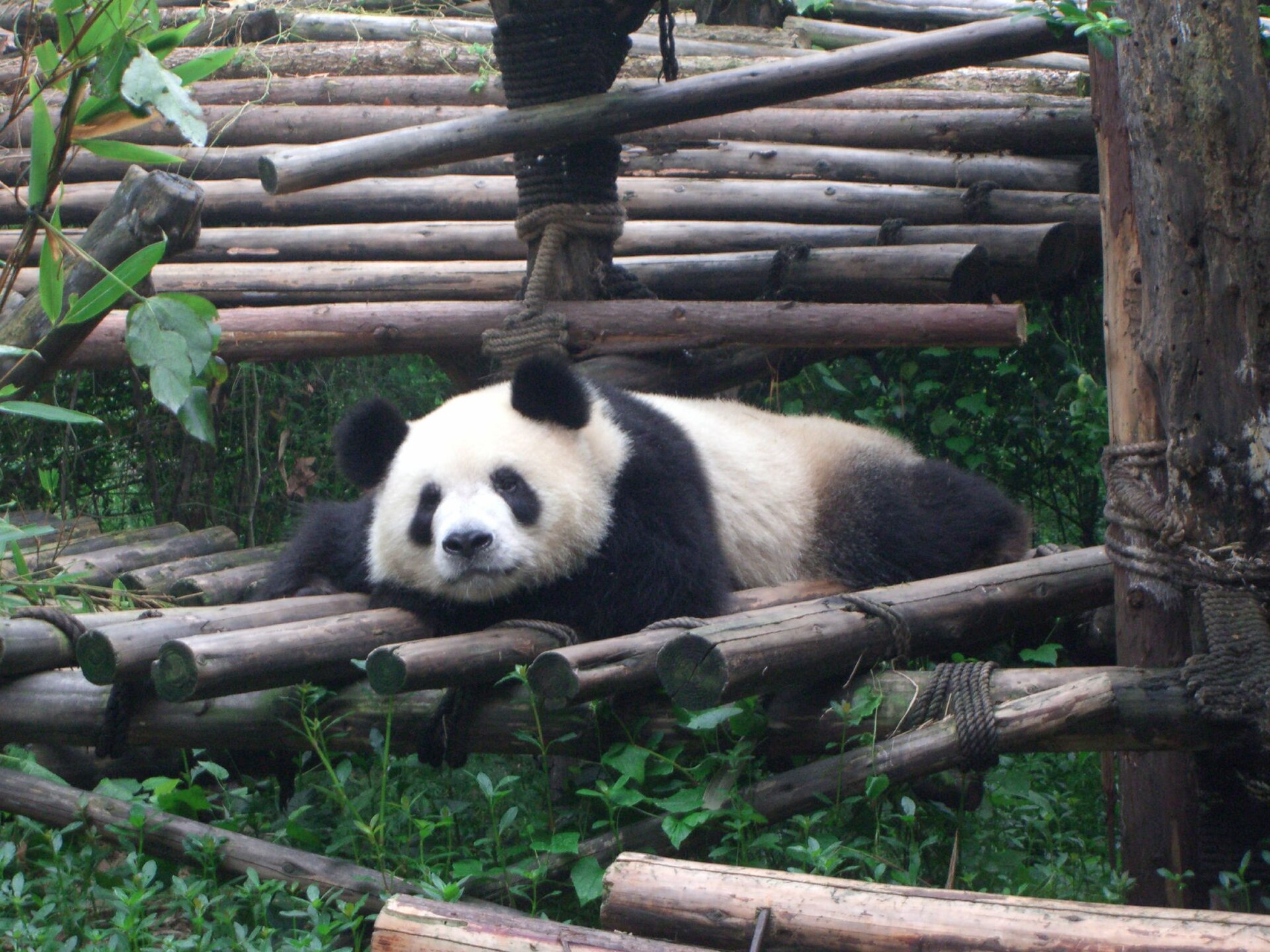 A giant panda resting on a wooden platform at the Chengdu panda research centre