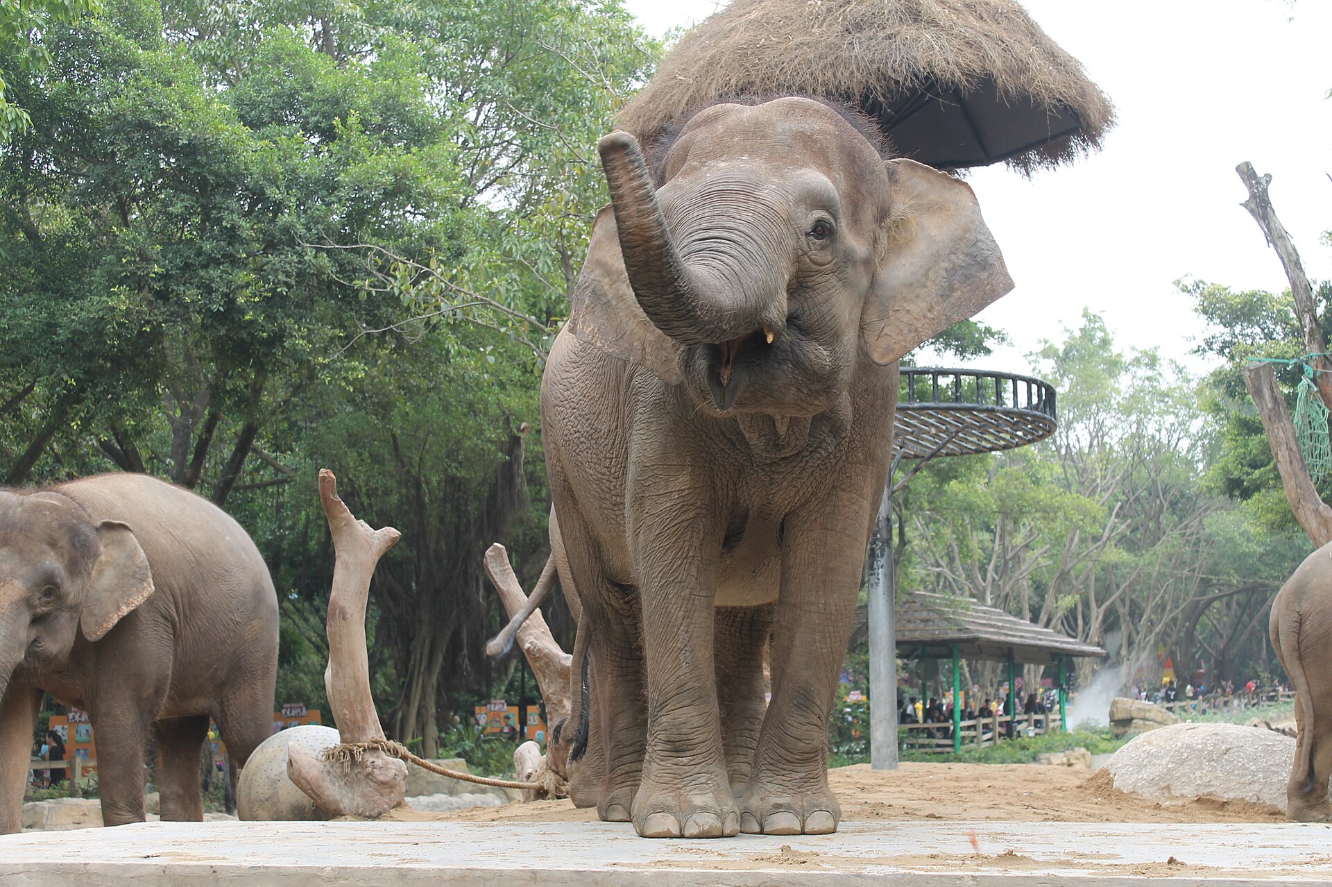 An Asian elephant with its trunk raised in the elephant habitat at Chimelong Safari Park, Guangzhou