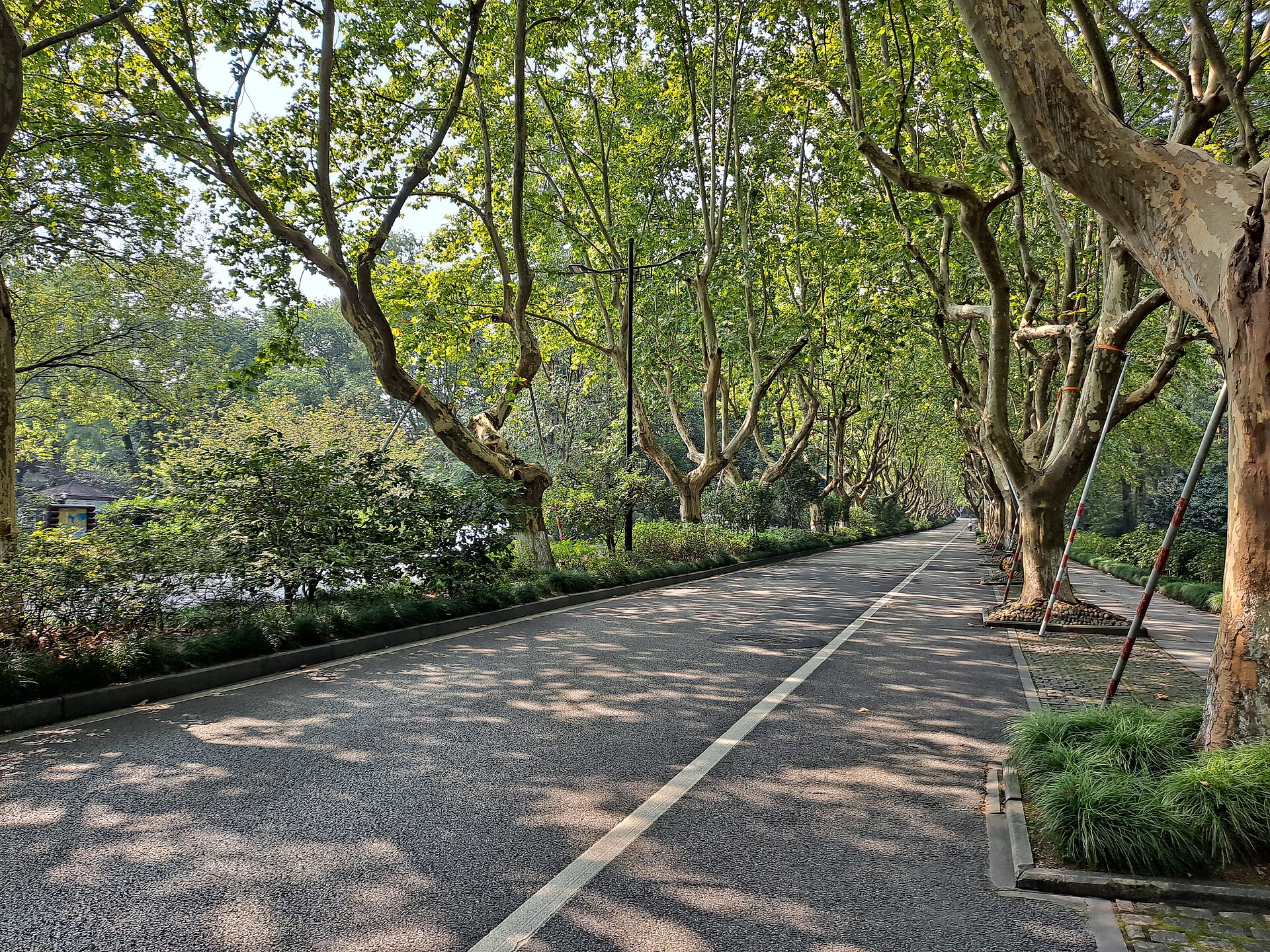 Plane trees canopying Yanggong Causeway on West Lake's western shore, Hangzhou