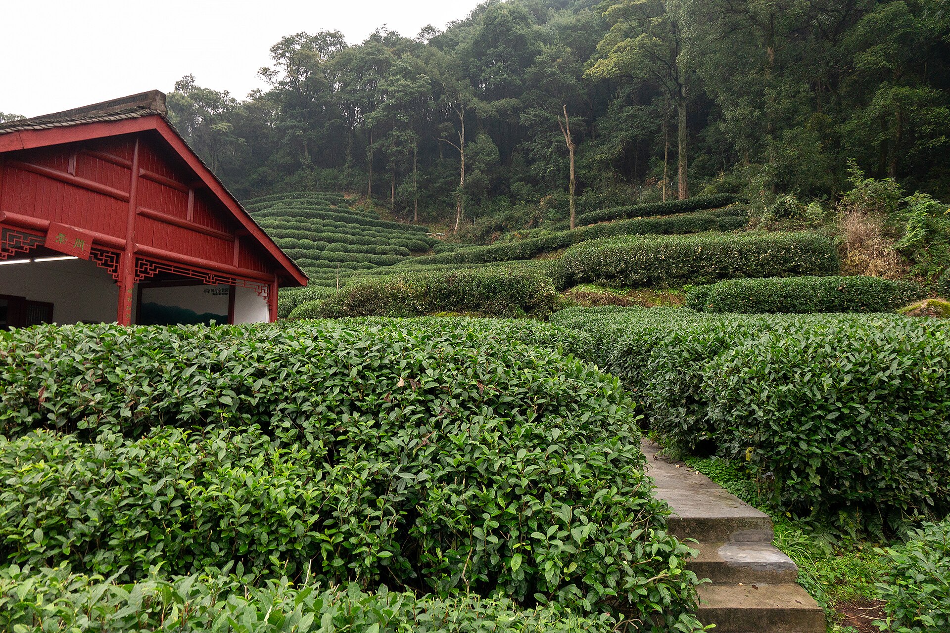 Terraced Longjing tea fields climbing the wooded hills at Meijiawu, Hangzhou