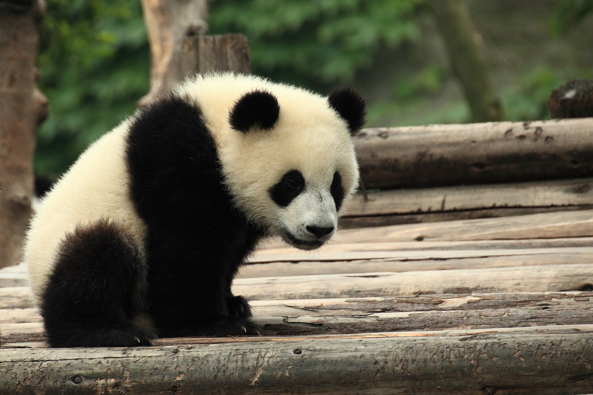 A giant panda cub at the Chengdu Research Base of Giant Panda Breeding