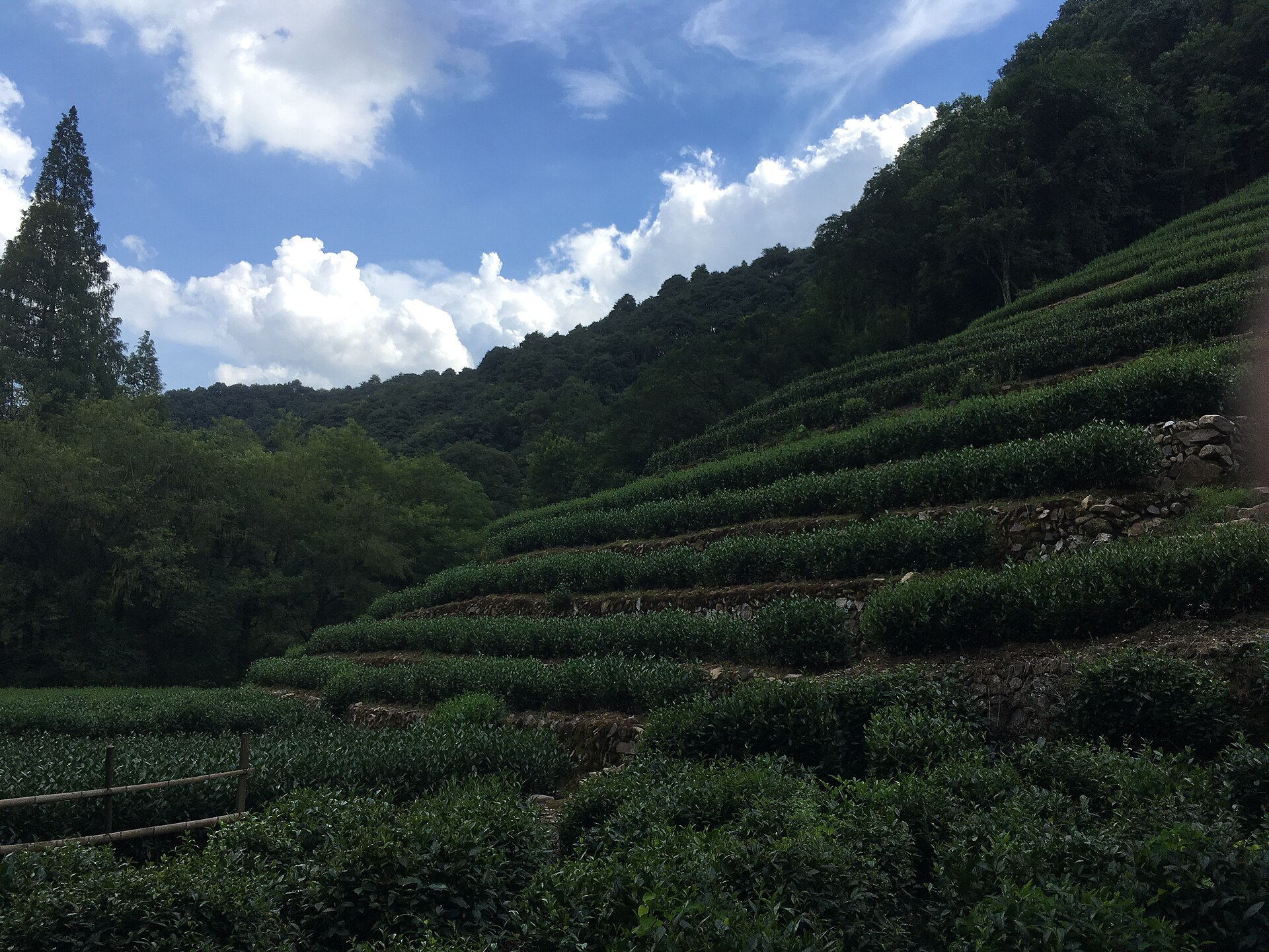 Terraced Longjing tea fields climbing a wooded hillside near Hangzhou